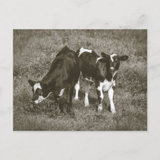 Junge Kühe auf einem Feld Crane Hill Alabama Postkarte