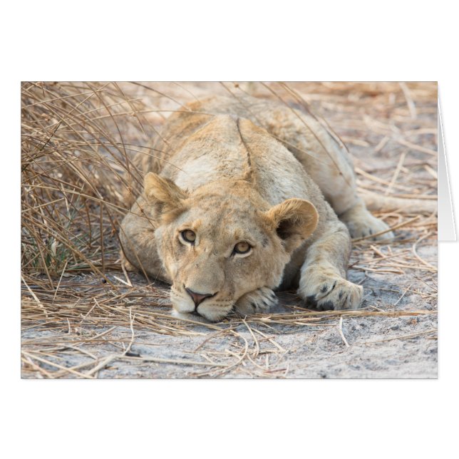 Junge Löwe (Vorderseite (Horizontal))