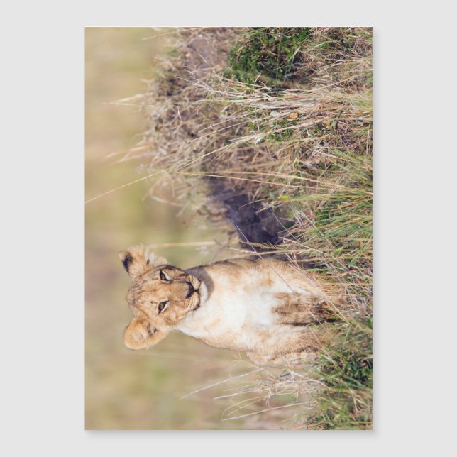 Junge Löwe Magnetkarte (Vorderseite)