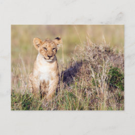 Junge Löwe Postkarte