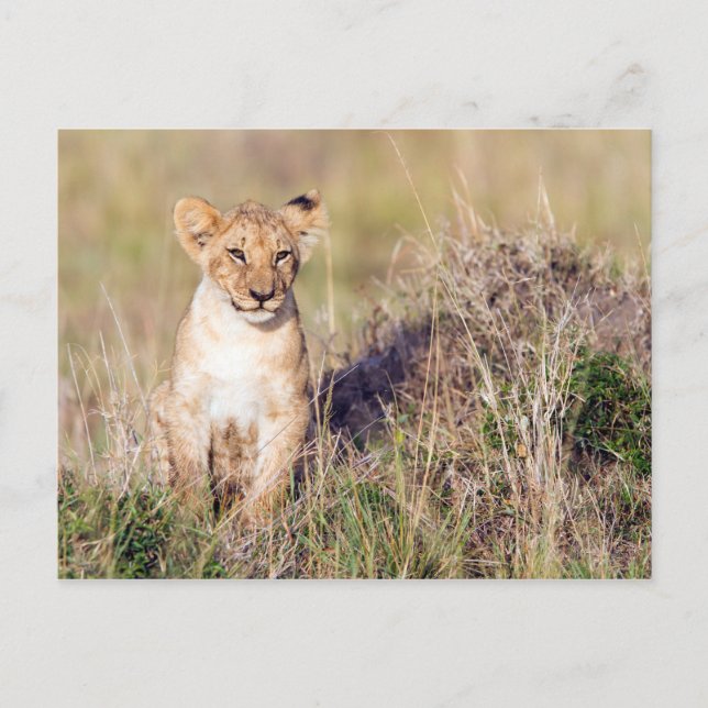 Junge Löwe Postkarte (Vorderseite)