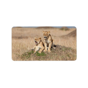 Junge Löwen Adressaufkleber