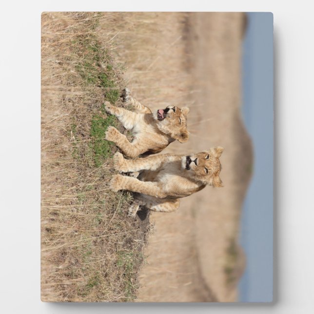 Junge Löwen Fotoplatte (Vorderseite)