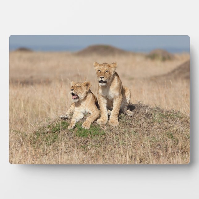 Junge Löwen Fotoplatte (Vorderseite)