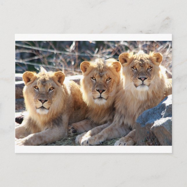 JUNGE MALE LIONS POSTKARTE (Vorderseite)