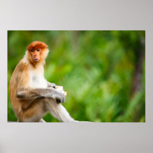 Junge männliche Proboskastie in freier Wildbahn au Poster
