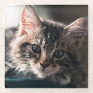Junge männliche Tabby-Katze 2 Glasuntersetzer