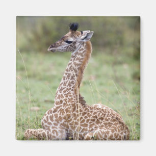 Junge Masai-Giraffe (Giraffa camelopardalis Magnet
