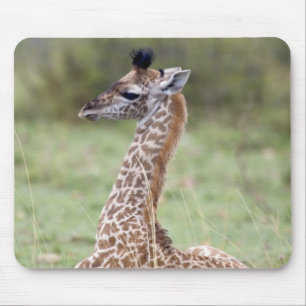 Junge Masai-Giraffe (Giraffa camelopardalis Mousepad