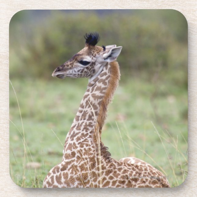 Junge Masai-Giraffe (Giraffa camelopardalis Untersetzer (Vorderseite)