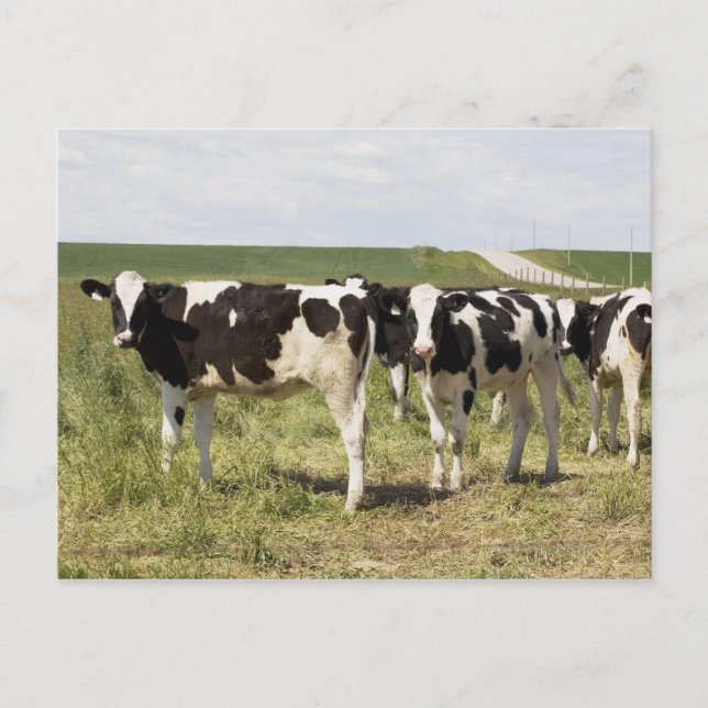 Junge Milchrinder in Weiden Postkarte (Vorderseite)