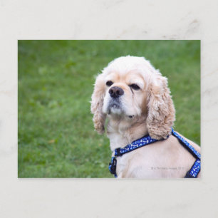 Junge niedliche Hunde posieren. Postkarte