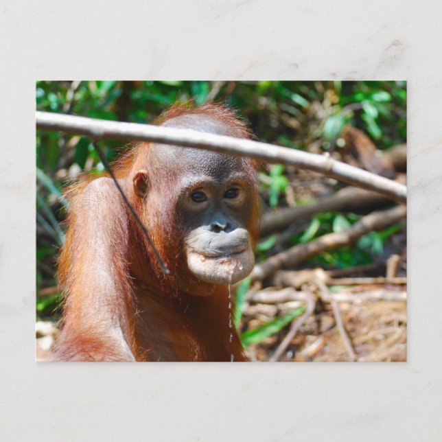 Junge Orangutan Drinks Wasser auf der Insel Borneo Postkarte (Vorderseite)