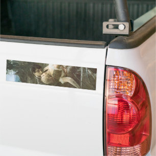 Junge Paare in der Liebe (Küssen in einem Boot) Autoaufkleber