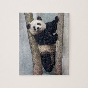 Junge Panda klettert auf einen Baum, China
