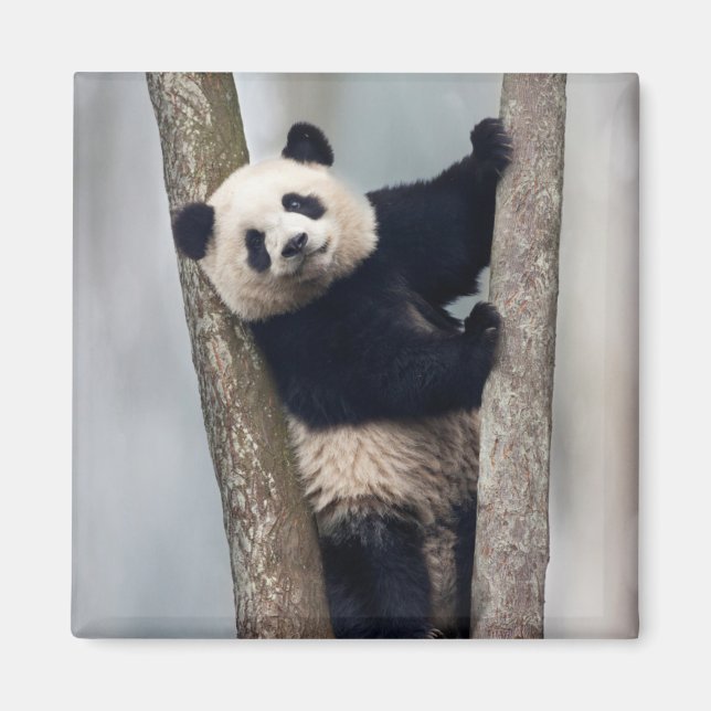 Junge Panda klettert auf einen Baum, China Magnet (Vorne)