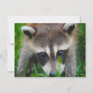 Junge Raccoon im Gras Postkarte