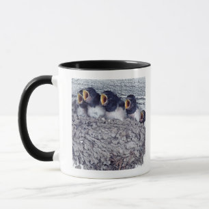 junge Scheunenschwalben Tasse