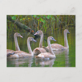 Junge Schwäne im Fluss Postkarte