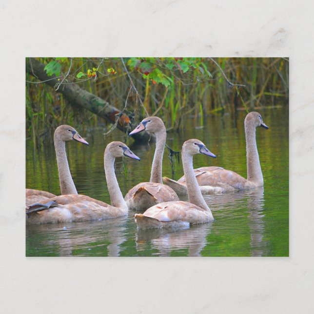 Junge Schwäne im Fluss Postkarte (Vorderseite)
