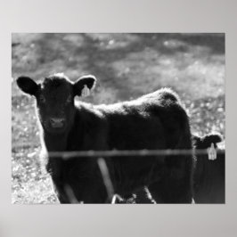 Junge schwarze und weiße Kühe in Feld 16x20 Poster