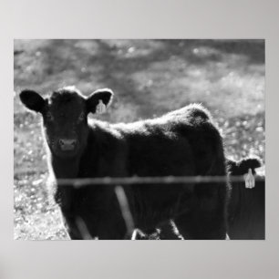 Junge schwarze und weiße Kühe in Feld 16x20 Poster