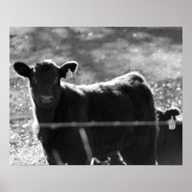 Junge schwarze und weiße Kühe in Feld 16x20 Poster (Vorne)