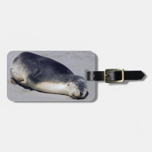 Junge Siegel schlafen am Strand - Australien Gepäckanhänger