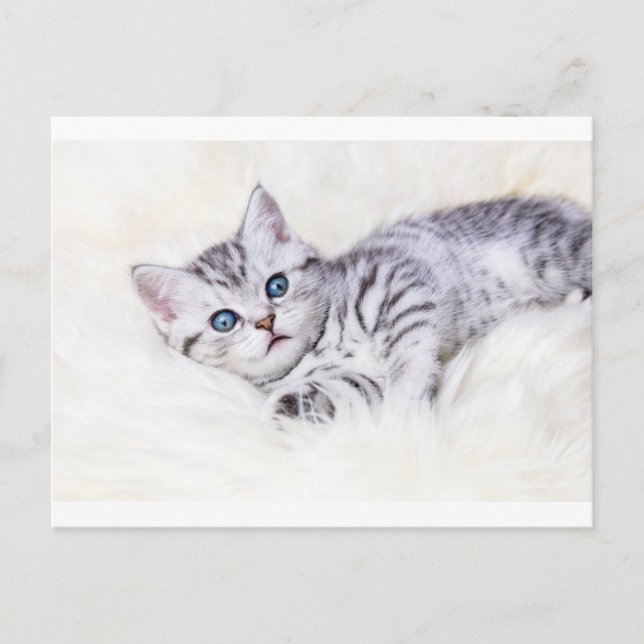 Junge Silberkatze, die auf der Schafshaut liegt un Postkarte (Vorderseite)