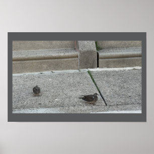 Junge Vögel auf Treppen Poster