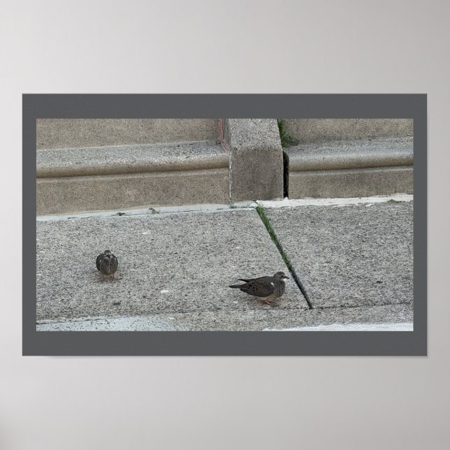 Junge Vögel auf Treppen Poster (Vorne)