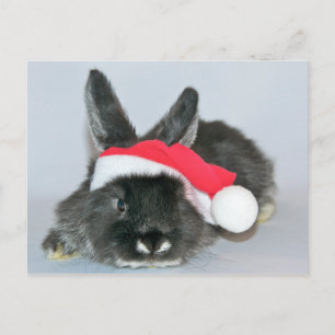 Junge Weihnachtshasen Feiertagspostkarte