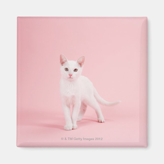 Junge weiße Katze Magnet (Vorne)