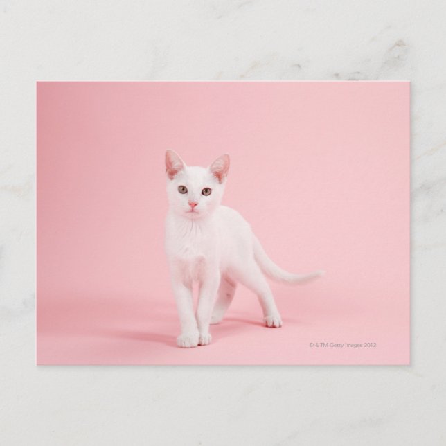 Junge weiße Katze Postkarte (Vorderseite)