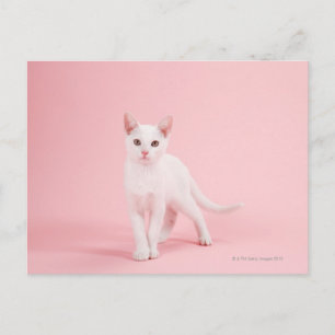 Junge weiße Katze Postkarte
