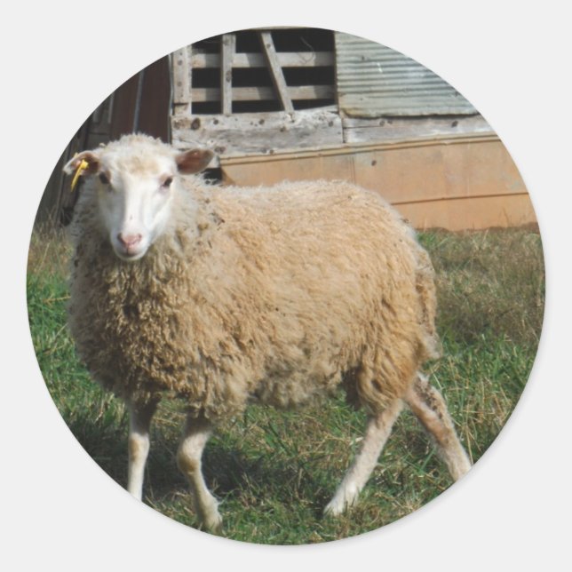 Junge weiße Schafe auf dem Bauernhof Runder Aufkleber (Vorderseite)
