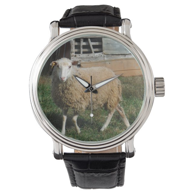 Junge Weiße Schafe auf dem Foto von Sandy Closs Armbanduhr (Vorderseite)