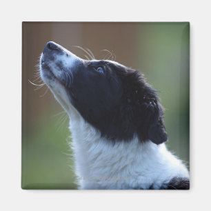 junge Welpe Border-Collie Magnet