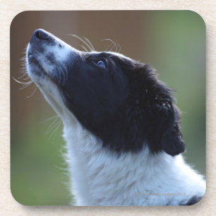 junge Welpe Border-Collie Untersetzer