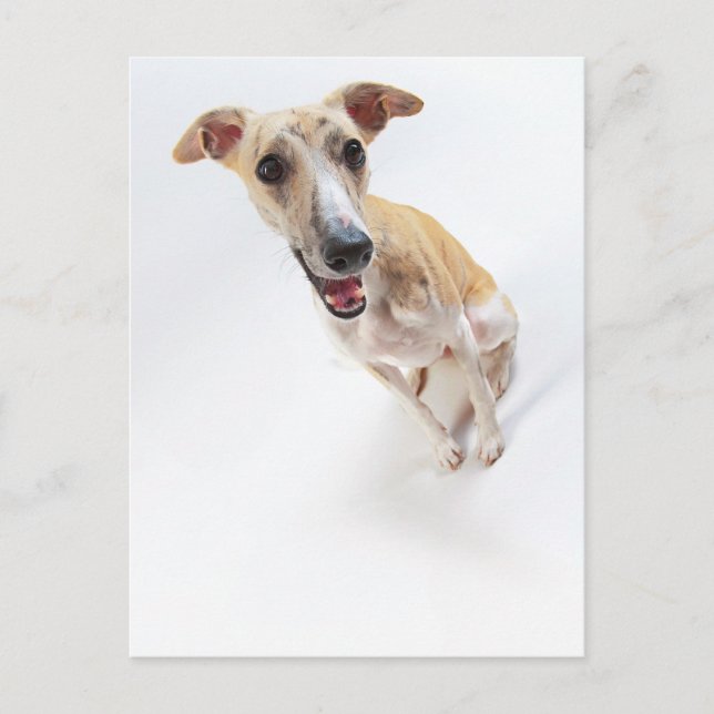 Junge Whippet Postkarte (Vorderseite)