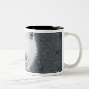 Junge Ziege Zweifarbige Tasse