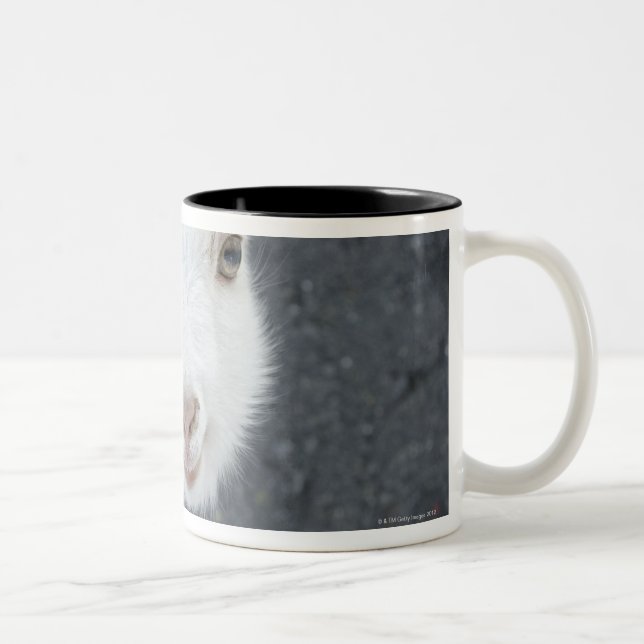 Junge Ziege Zweifarbige Tasse (Rechts)
