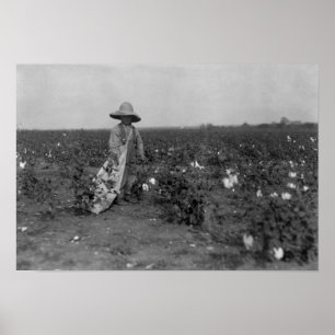 Jungen-Sammeln-Baumwollphotographie West, Texas Poster