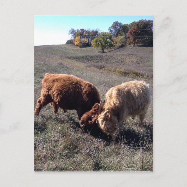 Jungen sind Jungen... Postkarte (Vorderseite)