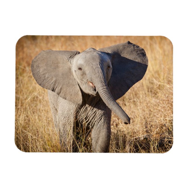 Junger Afrikanischer Elefant Magnet (Horizontal)