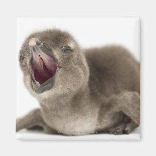 Junger afrikanischer Pinguin - Spheniscus Magnet