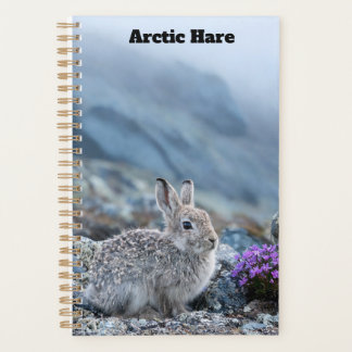 Junger Arktischer Hase Planer