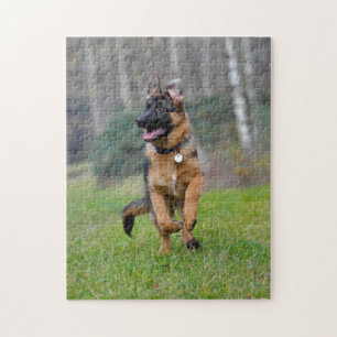 junger deutscher Schäferhund im Lauf