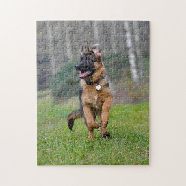 junger deutscher Schäferhund im Lauf (Vertikal)