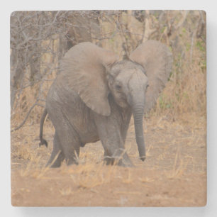 Junger Elefant mit aufgefächerten Ohren. Steinuntersetzer